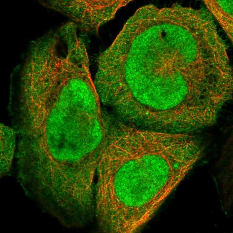 Immunofluorescent staining of human cell line U-2 OS shows localization to nucleoplasm & plasma membrane.