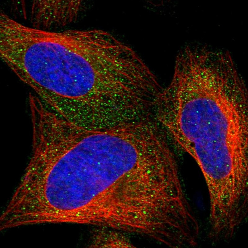 Immunofluorescent staining of human cell line U-2 OS shows localization to cytosol.