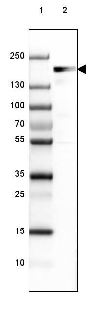 Lane 1: Marker [kDa] 250, 130, 100, 70, 55, 35, 25, 15, 10<br/>Lane 2: Human cell line A-549