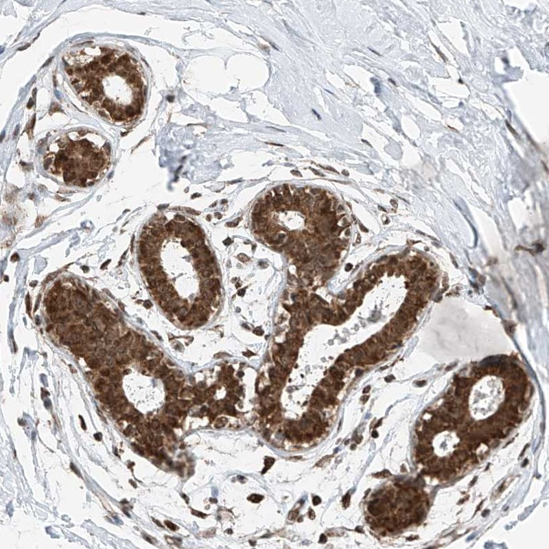 Immunohistochemical staining of human breast shows strong cytoplasmic and nuclear positivity in glandular cells.
