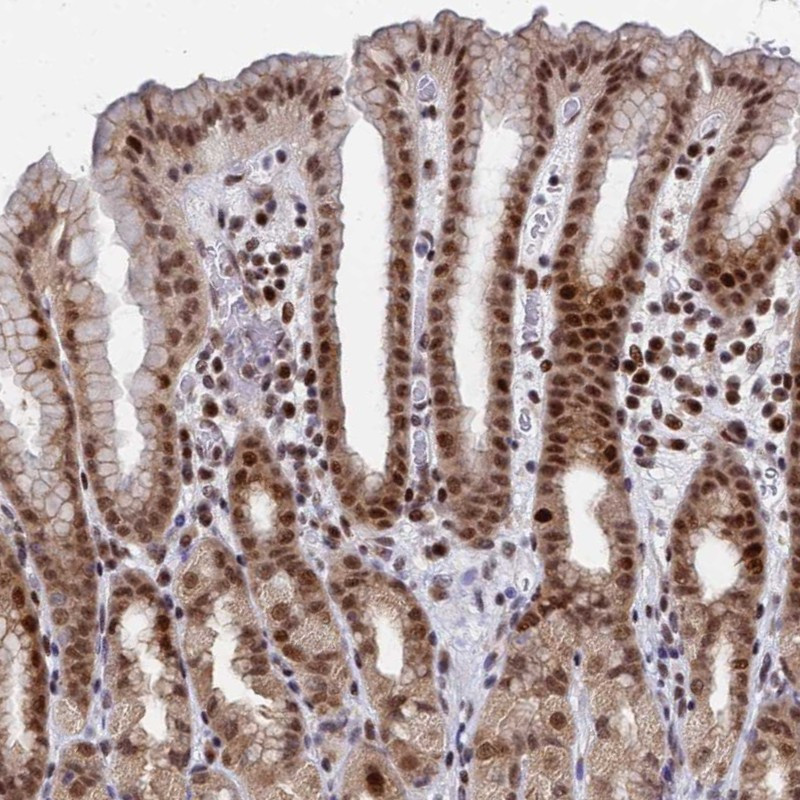 Immunohistochemical staining of human stomach shows strong nuclear positivity in glandular cells.