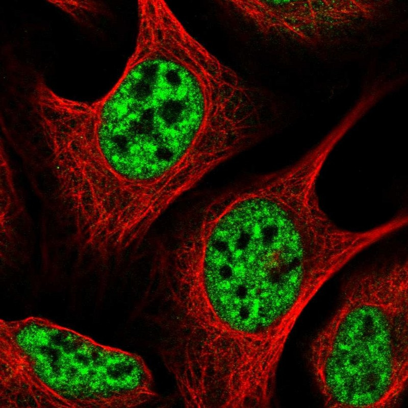 Immunofluorescent staining of human cell line U-2 OS shows localization to nuclear speckles.