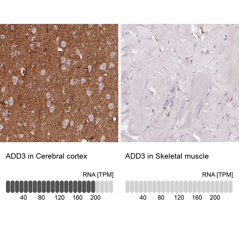 Immunohistochemistry analysis in human cerebral cortex and skeletal muscle tissues using HPA035696 antibody. Corresponding ADD3 RNA-seq data are presented for the same tissues.