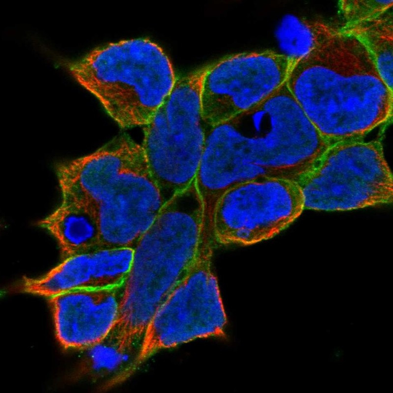 Immunofluorescent staining of human cell line HEK 293 shows localization to plasma membrane.
