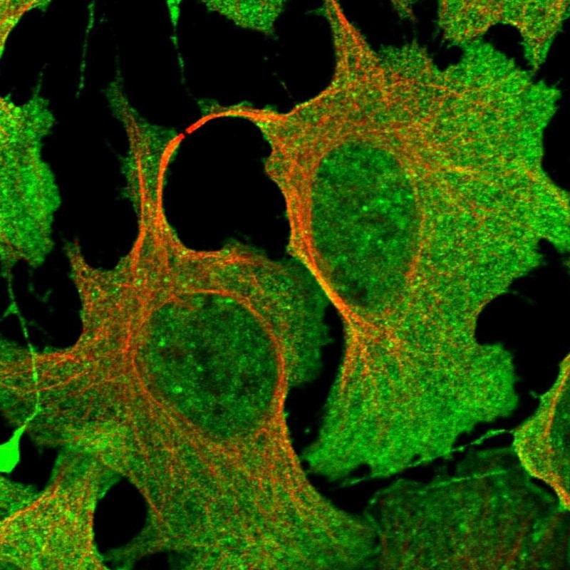 Immunofluorescent staining of human cell line U-2 OS shows localization to nuclear speckles, plasma membrane & cytosol.