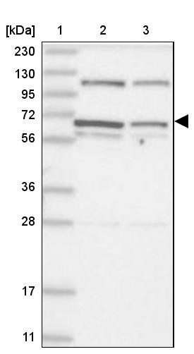 Lane 1: Marker [kDa] 230, 130, 95, 72, 56, 36, 28, 17, 11<br/>Lane 2: Human cell line RT-4<br/>Lane 3: Human cell line U-251 MG