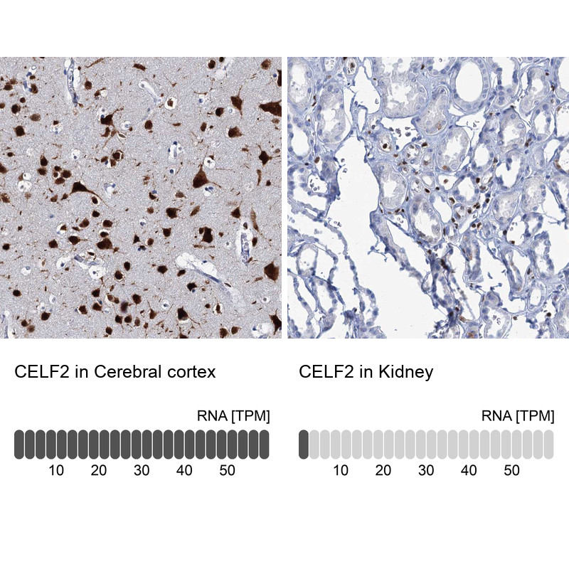 Immunohistochemistry analysis in human cerebral cortex and kidney tissues using HPA035813 antibody. Corresponding CELF2 RNA-seq data are presented for the same tissues.