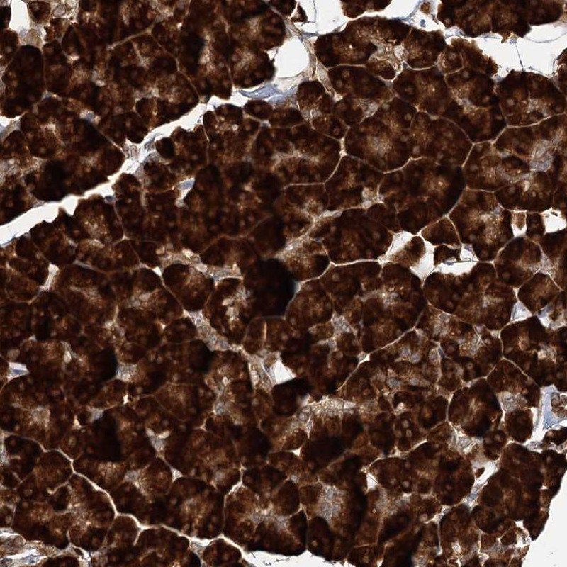 Immunohistochemical staining of human pancreas shows strong cytoplasmic positivity in exocrine glandular cells.