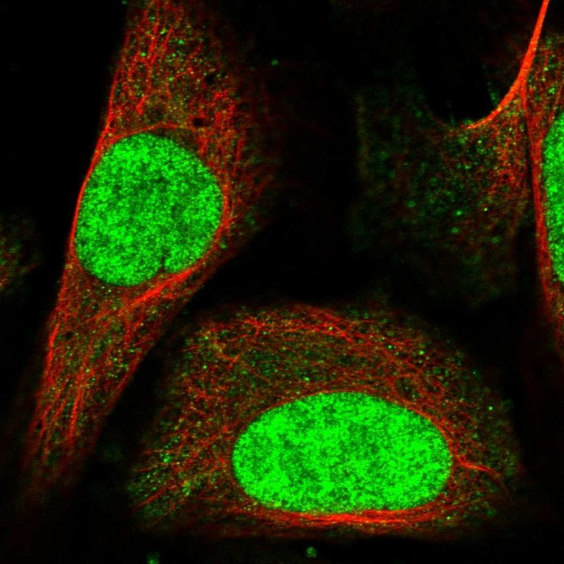 Immunofluorescent staining of human cell line U-2 OS shows localization to nucleoplasm.