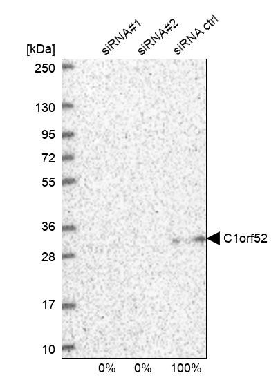 Western blot analysis in U2OS cells transfected with control siRNA, target specific siRNA probe #1 and #2, using Anti-C1orf52 antibody. Remaining relative intensity is presented.