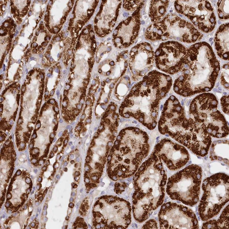 Immunohistochemical staining of human kidney shows strong cytoplasmic positivity with granular pattern in renal tubules.