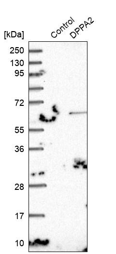 Western blot analysis in control (vector only transfected HEK293T lysate) and DPPA2 over-expression lysate (Co-expressed with a C-terminal myc-DDK tag (~3.1 kDa) in mammalian HEK293T cells, LY403369).