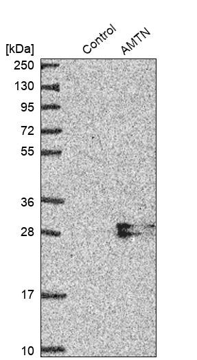 Western blot analysis in control (vector only transfected HEK293T lysate) and AMTN over-expression lysate (Co-expressed with a C-terminal myc-DDK tag (~3.1 kDa) in mammalian HEK293T cells, LY403899).
