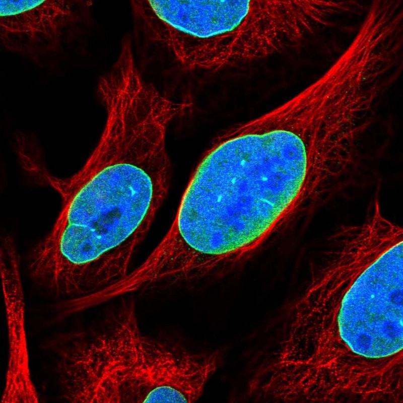 Immunofluorescent staining of human cell line U-2 OS shows localization to nuclear membrane.