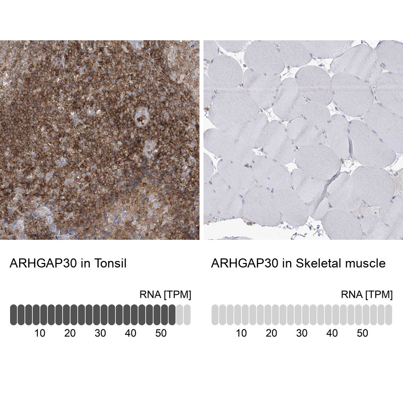 Immunohistochemistry analysis in human tonsil and skeletal muscle tissues using HPA036300 antibody. Corresponding ARHGAP30 RNA-seq data are presented for the same tissues.