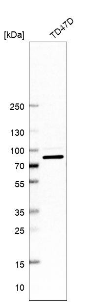 Western blot analysis in human cell line TD47D.