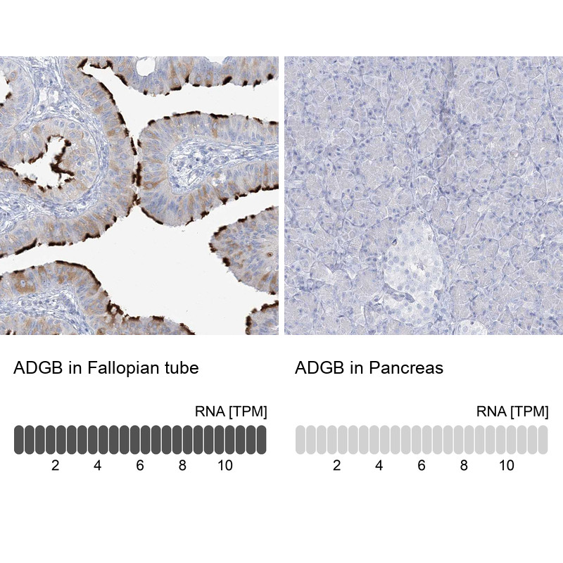 Immunohistochemistry analysis in human fallopian tube and pancreas tissues using HPA036340 antibody. Corresponding ADGB RNA-seq data are presented for the same tissues.