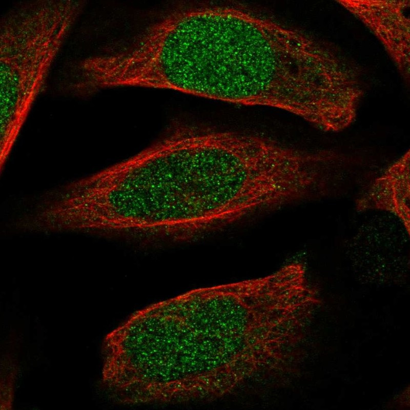 Immunofluorescent staining of human cell line U-2 OS shows localization to nucleus.
