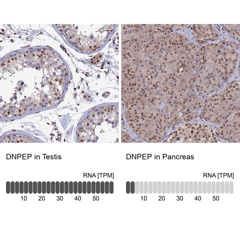 Immunohistochemistry analysis in human testis and pancreas tissues using Anti-DNPEP antibody. Corresponding DNPEP RNA-seq data are presented for the same tissues.