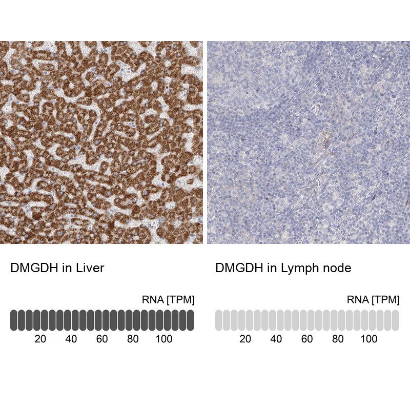 Immunohistochemistry analysis in human liver and lymph node tissues using Anti-DMGDH antibody. Corresponding DMGDH RNA-seq data are presented for the same tissues.