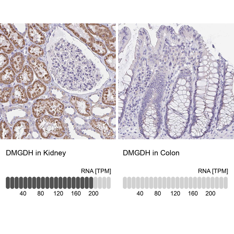 Immunohistochemistry analysis in human kidney and colon tissues using Anti-DMGDH antibody. Corresponding DMGDH RNA-seq data are presented for the same tissues.
