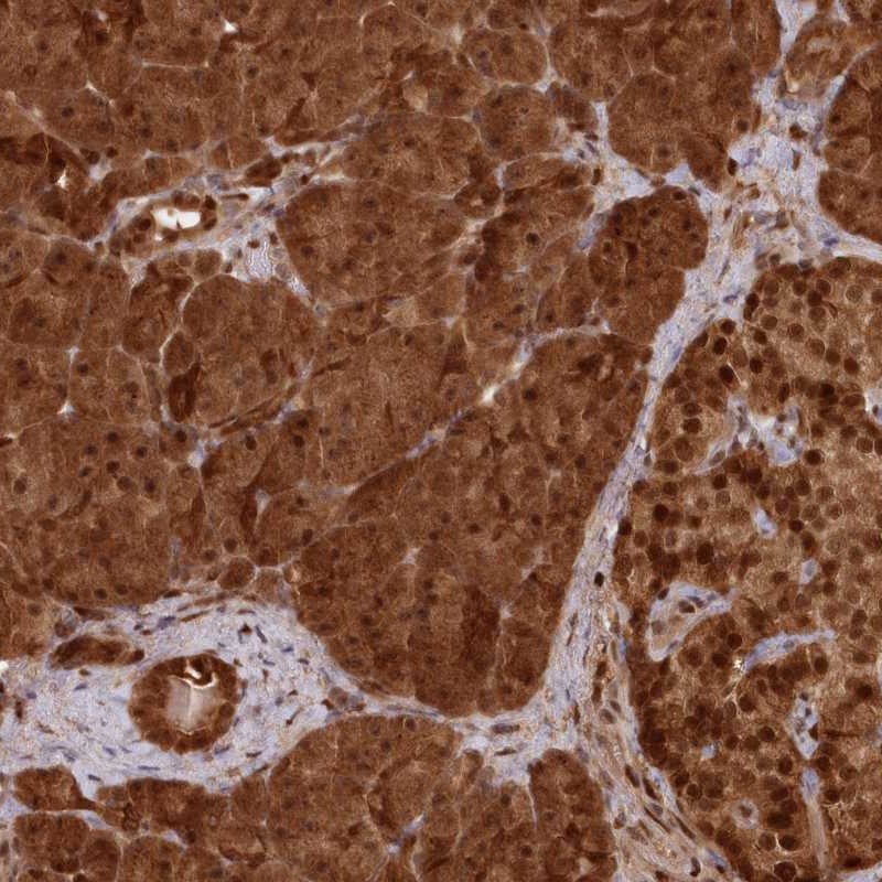 Immunohistochemical staining of human pancreas shows strong cytoplasmic and nuclear positivity in exocrine glandular cells and islet cells.