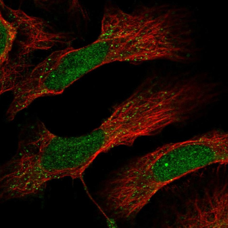 Immunofluorescent staining of human cell line U-2 OS shows localization to nucleus & vesicles.