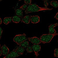 Immunofluorescent staining of human cell line REH shows localization to nucleoplasm.