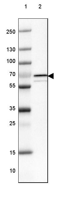 Lane 1: Marker [kDa] 250, 130, 100, 70, 55, 35, 25, 15, 10<br/>Lane 2: Human Cerebral Cortex tissue