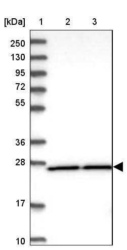 Lane 1: Marker [kDa] 250, 130, 95, 72, 55, 36, 28, 17, 10<br/>Lane 2: Human cell line RT-4<br/>Lane 3: Human cell line U-251MG sp