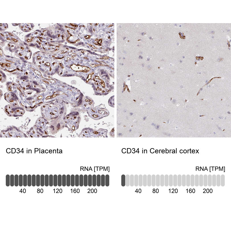 Immunohistochemistry analysis in human placenta and cerebral cortex tissues using HPA036723 antibody. Corresponding CD34 RNA-seq data are presented for the same tissues.