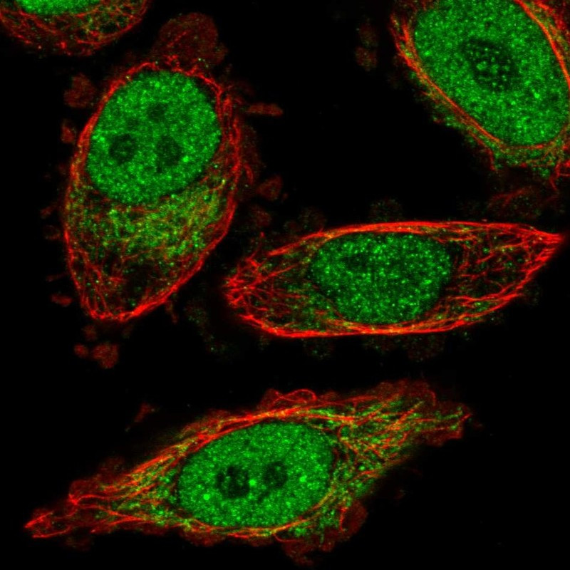 Immunofluorescent staining of human cell line PC-3 shows localization to nucleoplasm & mitochondria.
