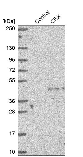 Western blot analysis in control (vector only transfected HEK293T lysate) and CRX over-expression lysate (Co-expressed with a C-terminal myc-DDK tag (~3.1 kDa) in mammalian HEK293T cells, LY424645).
