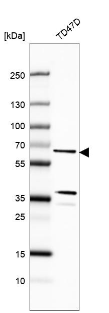 Western blot analysis in human cell line TD47D.