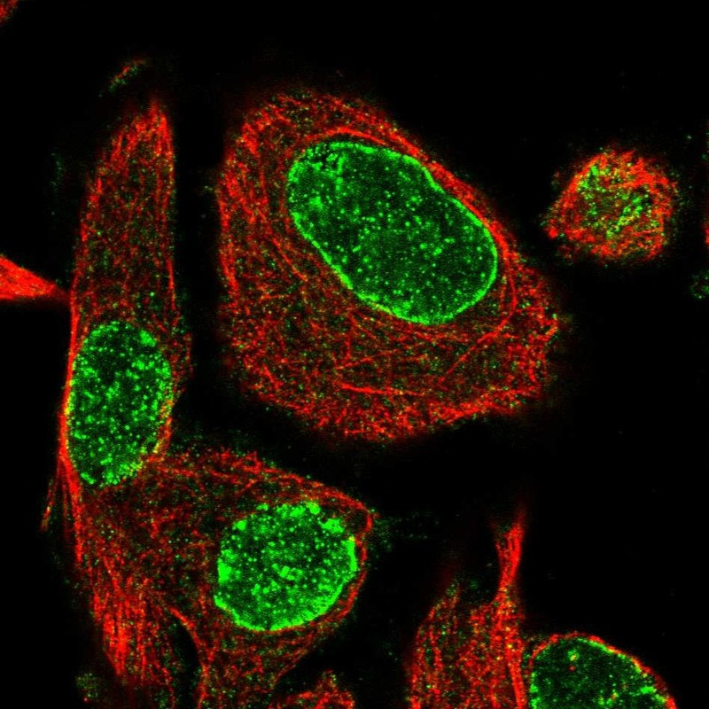Immunofluorescent staining of human cell line PC-3 shows localization to nucleus & nuclear membrane.