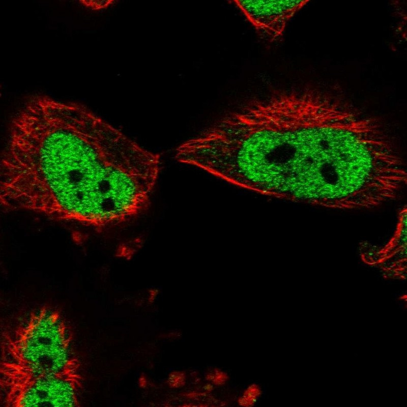 Immunofluorescent staining of human cell line U-251 MG shows localization to nucleoplasm.