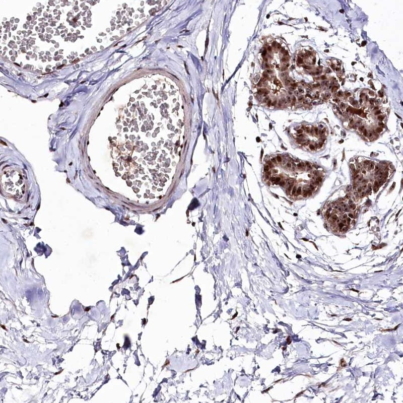 Immunohistochemical staining of human breast shows strong nuclear positivity in glandular cells.