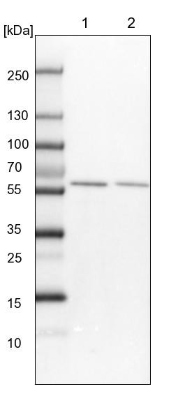 Lane 1: NIH-3T3 cell lysate (Mouse embryonic fibroblast cells)<br/>Lane 2: NBT-II cell lysate (Rat Wistar bladder tumour cells)