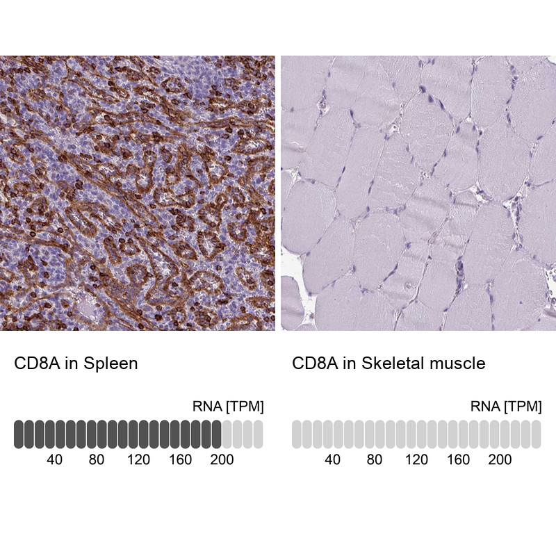 Immunohistochemistry analysis in human spleen and skeletal muscle tissues using HPA037756 antibody. Corresponding CD8A RNA-seq data are presented for the same tissues.