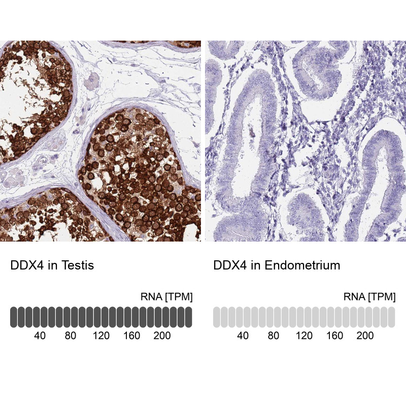 Immunohistochemistry analysis in human testis and endometrium tissues using Anti-DDX4 antibody. Corresponding DDX4 RNA-seq data are presented for the same tissues.