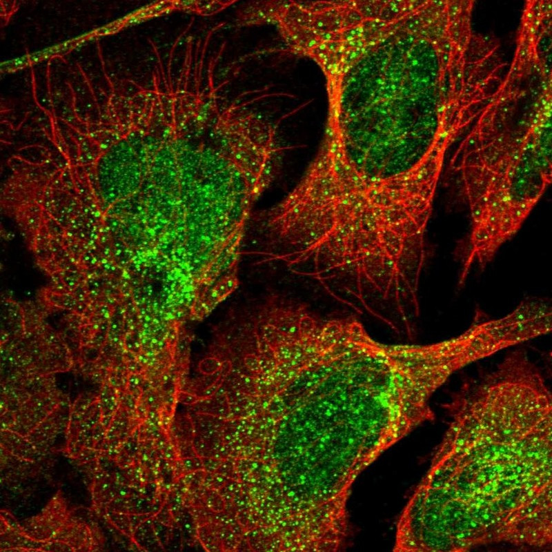 Immunofluorescent staining of human cell line U-2 OS shows localization to nucleus & vesicles.