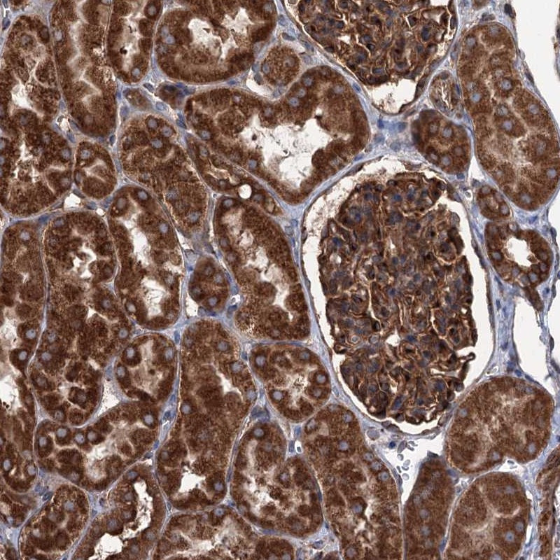 Immunohistochemical staining of human kidney shows strong cytoplasmic positivity in cells in tubules and cells in glomeruli.