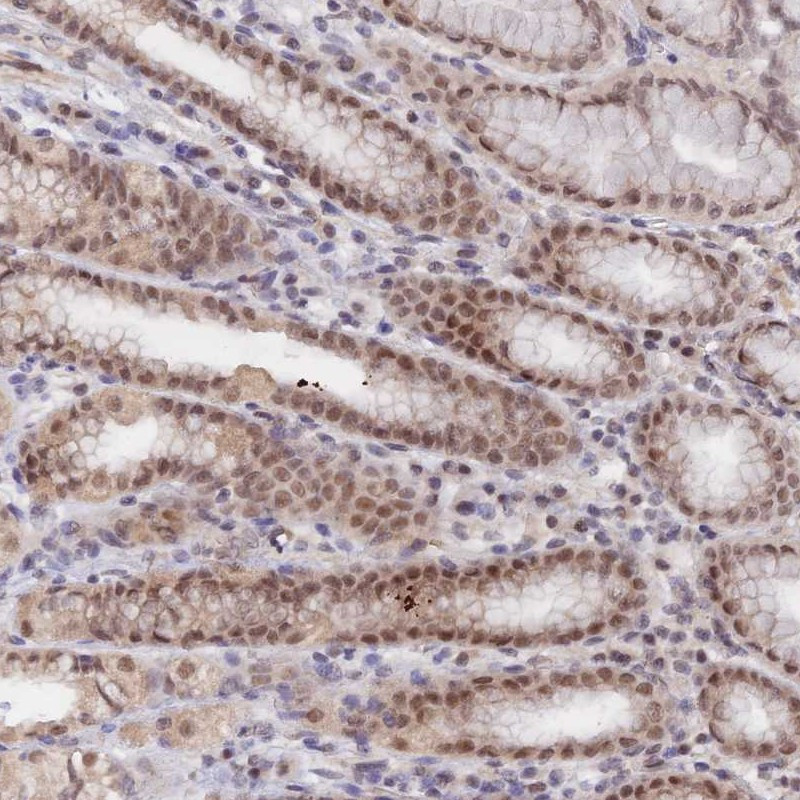 Immunohistochemical staining of human stomach shows moderate nuclear positivity in glandular cells.