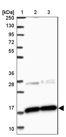 Lane 1: Marker [kDa] 250, 130, 95, 72, 55, 36, 28, 17, 10<br/>Lane 2: Human cell line RT-4<br/>Lane 3: Human cell line U-251MG sp