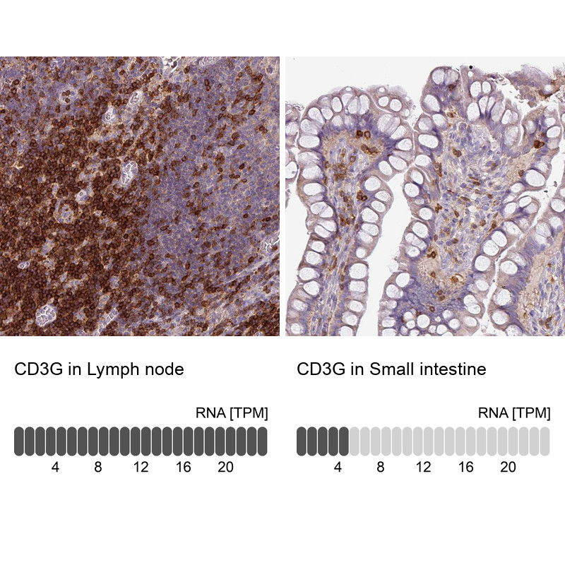 Immunohistochemistry analysis in human lymph node and small intestine tissues using HPA038494 antibody. Corresponding CD3G RNA-seq data are presented for the same tissues.
