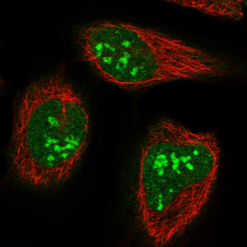 Immunofluorescent staining of human cell line U-2 OS shows localization to nucleus & nucleoli.