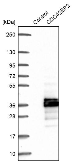 Western blot analysis in control (vector only transfected HEK293T lysate) and CDC42EP2 over-expression lysate (Co-expressed with a C-terminal myc-DDK tag (~3.1 kDa) in mammalian HEK293T cells, LY416424).