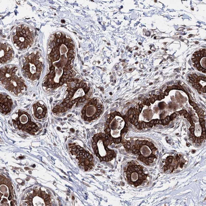 Immunohistochemical staining of human breast shows strong cytoplasmic and membranous positivity in glandular cells.