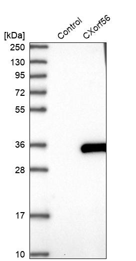 Western blot analysis in control (vector only transfected HEK293T lysate) and CXorf56 over-expression lysate (Co-expressed with a C-terminal myc-DDK tag (~3.1 kDa) in mammalian HEK293T cells, LY411776).