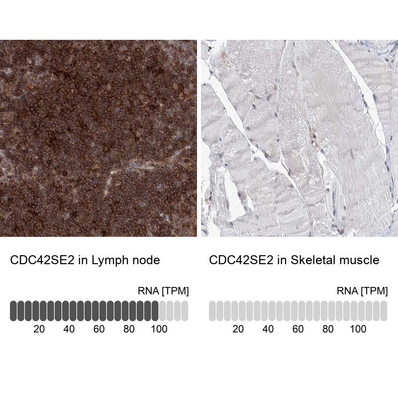 Immunohistochemistry analysis in human lymph node and skeletal muscle tissues using HPA038624 antibody. Corresponding CDC42SE2 RNA-seq data are presented for the same tissues.